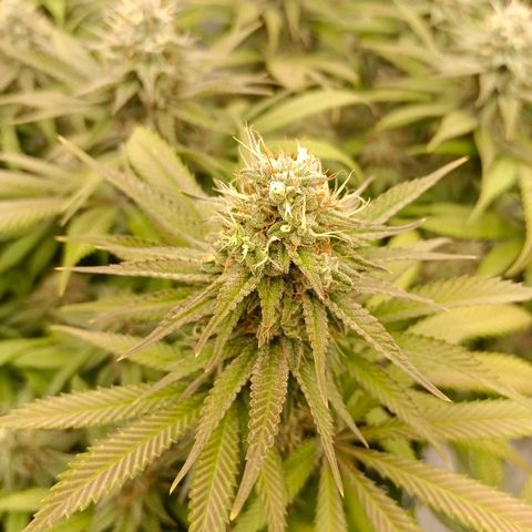 Mimosa x Orange Punch #1 growlog timeline photo