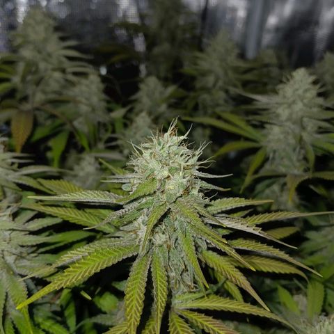 Mimosa x Orange Punch #1 growlog timeline photo