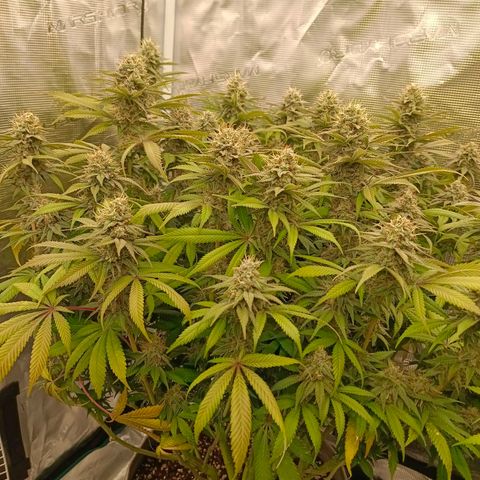 Mimosa x Orange Punch #1 growlog timeline photo