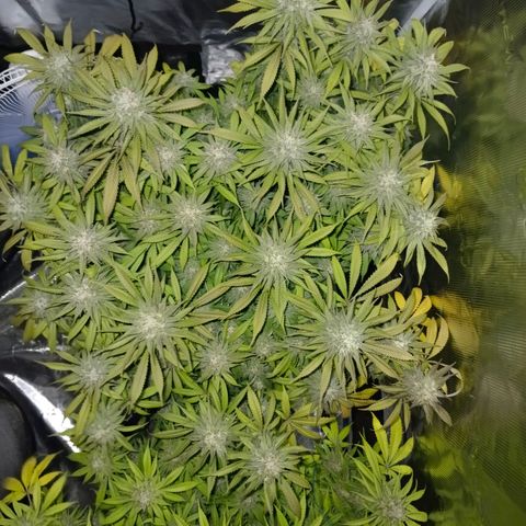 Mimosa x Orange Punch #1 growlog timeline photo