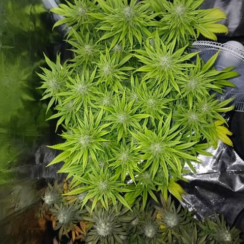 Special Skunk - Bulk seed bank growlog timeline photo
