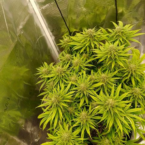 Special Skunk - Bulk seed bank growlog timeline photo