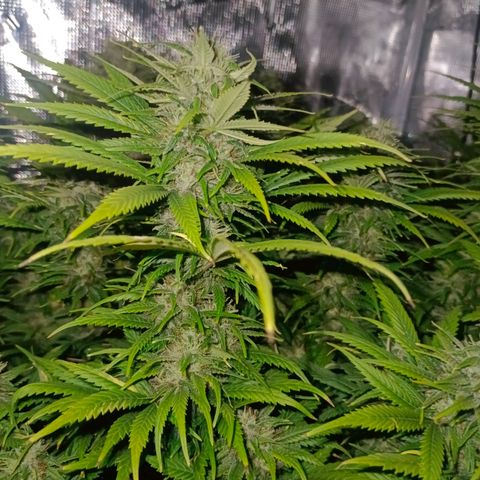 Special Skunk - Bulk seed bank growlog timeline photo