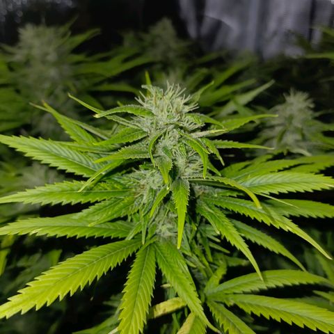 Special Skunk - Bulk seed bank growlog timeline photo