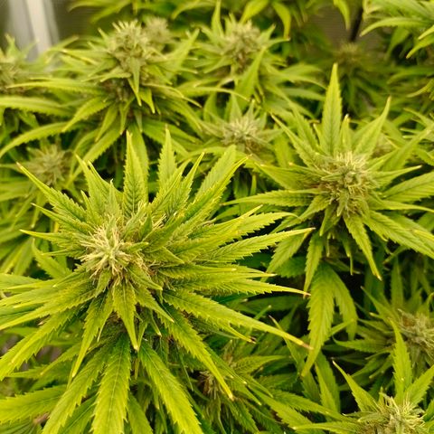 Special Skunk - Bulk seed bank growlog timeline photo