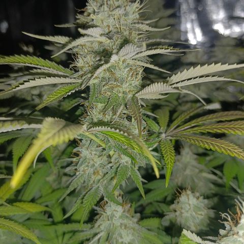 Mimosa x Orange Punch #1 growlog timeline photo