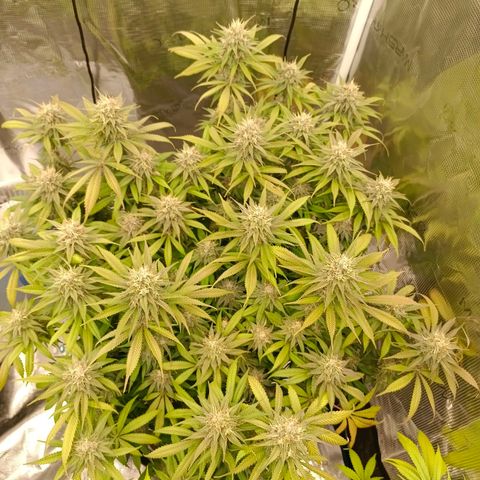 Mimosa x Orange Punch #1 growlog timeline photo