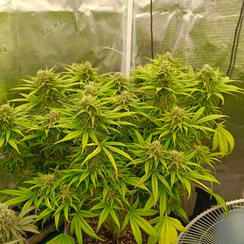 Special Skunk - Bulk seed bank growlog timeline photo