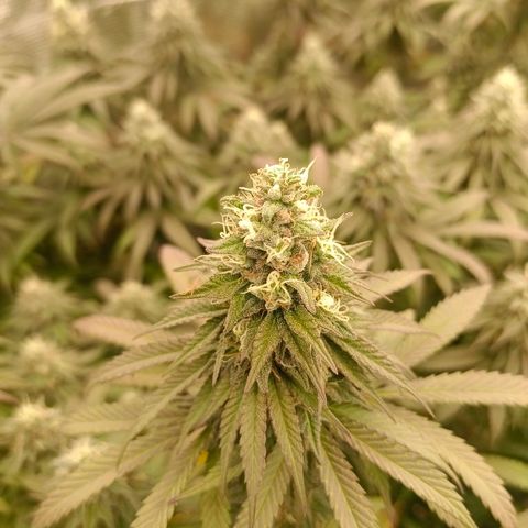 Bruce Banner #5 growlog timeline photo