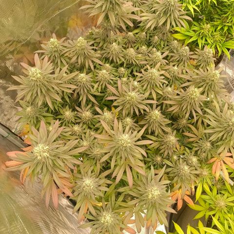 Bruce Banner #5 growlog timeline photo
