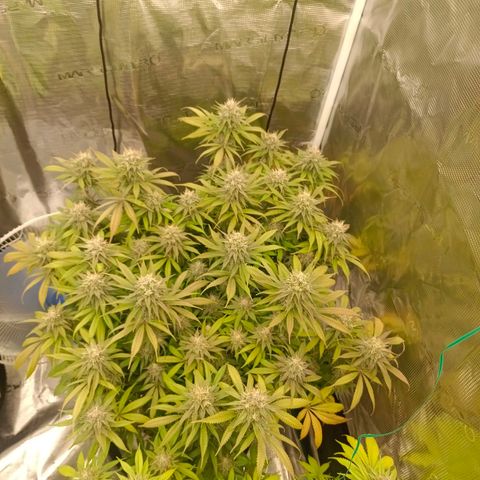 Mimosa x Orange Punch #1 growlog timeline photo
