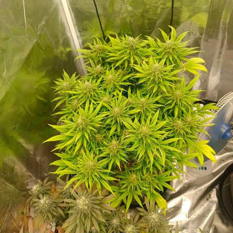 Special Skunk - Bulk seed bank growlog timeline photo