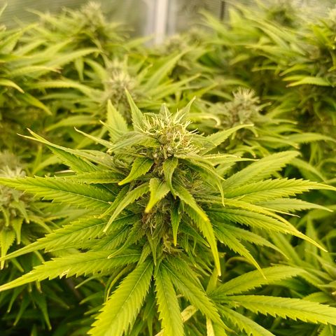 Special Skunk - Bulk seed bank growlog timeline photo