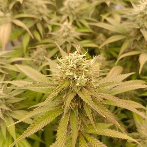 Mimosa x Orange Punch #1 growlog timeline photo