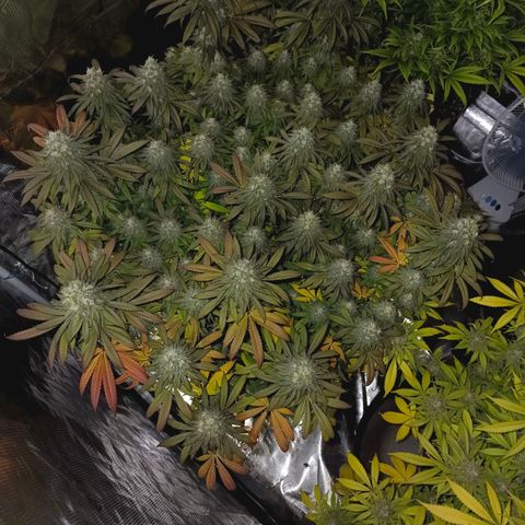 Bruce Banner #5 growlog timeline photo
