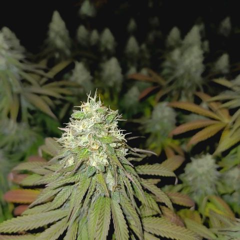 Bruce Banner #5 growlog timeline photo