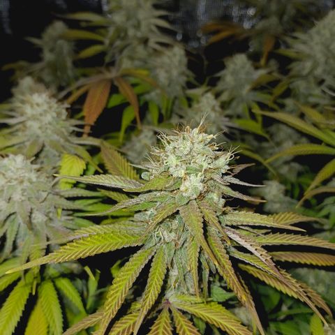 Mimosa x Orange Punch #1 growlog timeline photo