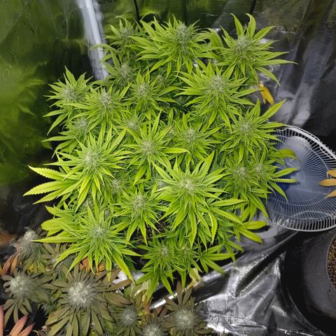 Special Skunk - Bulk seed bank growlog timeline photo