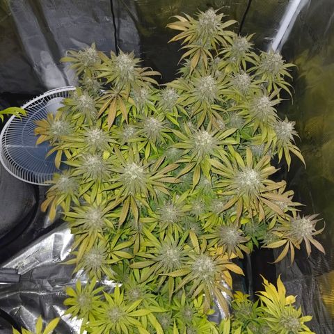Mimosa x Orange Punch #1 growlog timeline photo