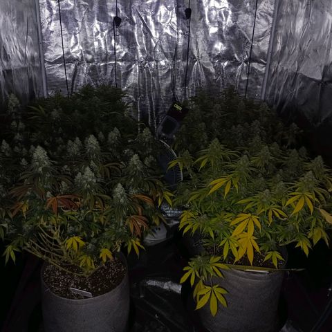 Bruce Banner #5 growlog timeline photo