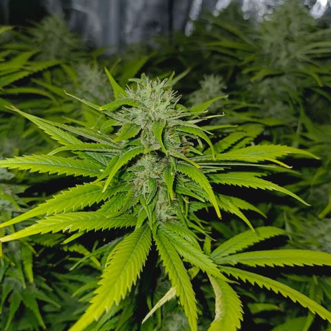 Special Skunk - Bulk seed bank growlog timeline photo