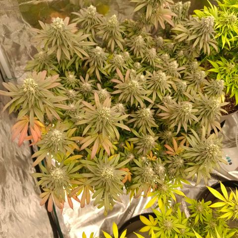 Bruce Banner #5 growlog timeline photo