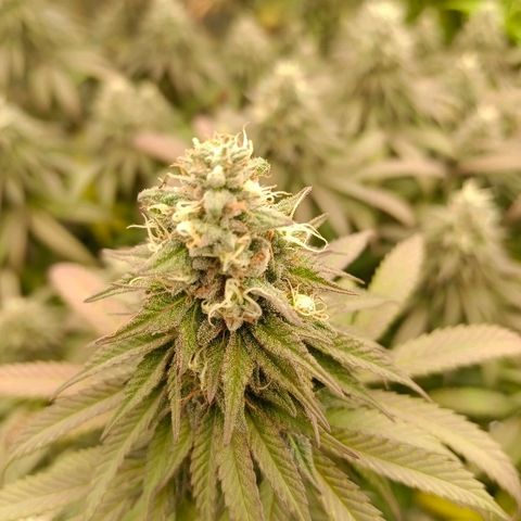 Bruce Banner #5 growlog timeline photo