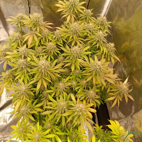 Mimosa x Orange Punch #1 growlog timeline photo
