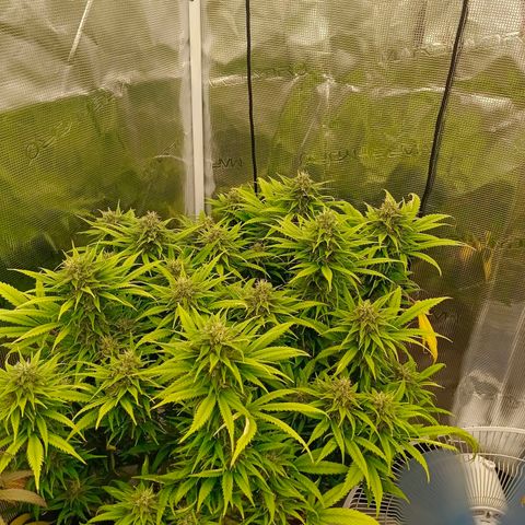 Special Skunk - Bulk seed bank growlog timeline photo