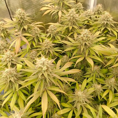 Mimosa x Orange Punch #1 growlog timeline photo