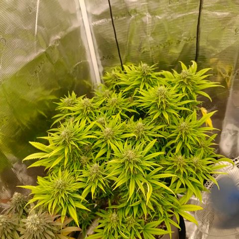 Special Skunk - Bulk seed bank growlog timeline photo