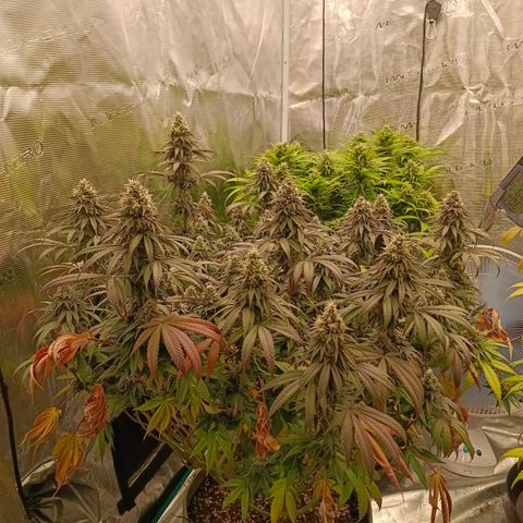 Bruce Banner #5 growlog timeline photo