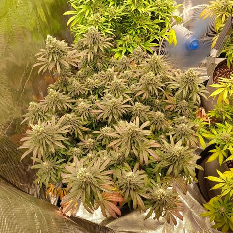 Bruce Banner #5 growlog timeline photo