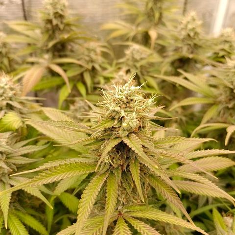 Mimosa x Orange Punch #1 growlog timeline photo