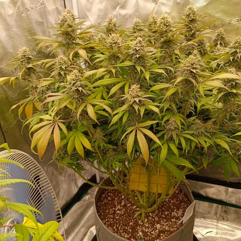 Mimosa x Orange Punch #1 growlog timeline photo