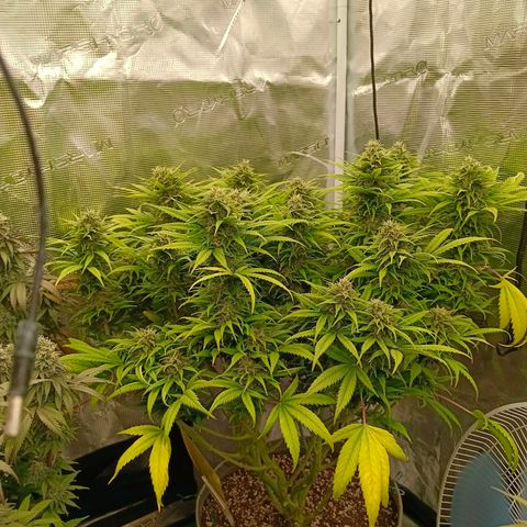 Special Skunk - Bulk seed bank growlog timeline photo