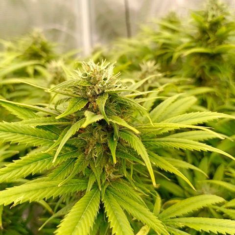 Special Skunk - Bulk seed bank growlog timeline photo