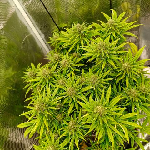 Special Skunk - Bulk seed bank growlog timeline photo