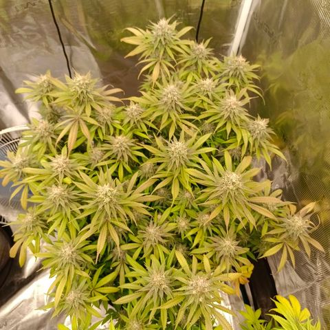 Mimosa x Orange Punch #1 growlog timeline photo