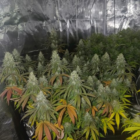 Bruce Banner #5 growlog timeline photo