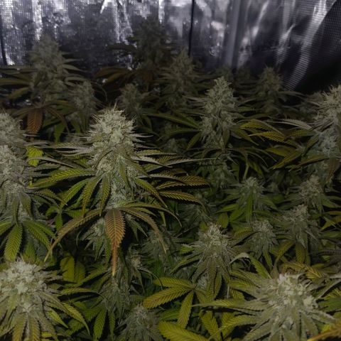 Mimosa x Orange Punch #1 growlog timeline photo
