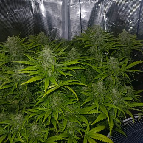 Special Skunk - Bulk seed bank growlog timeline photo