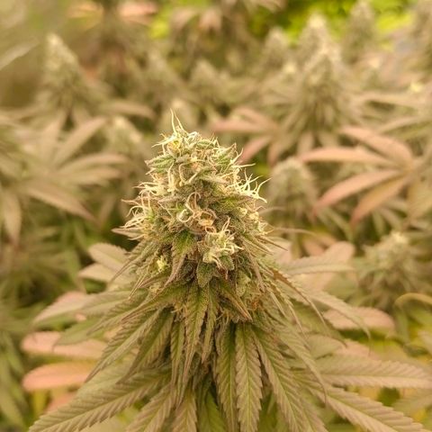 Bruce Banner #5 growlog timeline photo