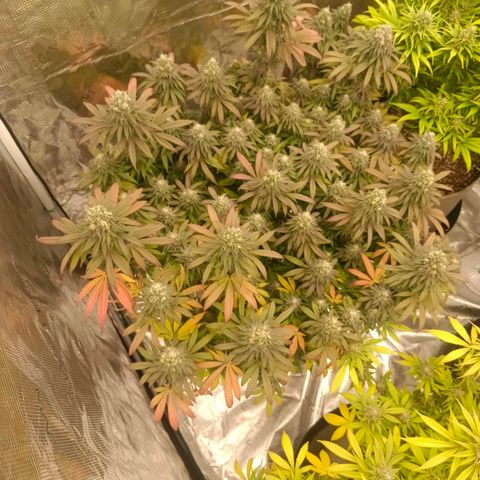 Bruce Banner #5 growlog timeline photo