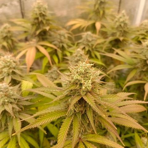 Mimosa x Orange Punch #1 growlog timeline photo