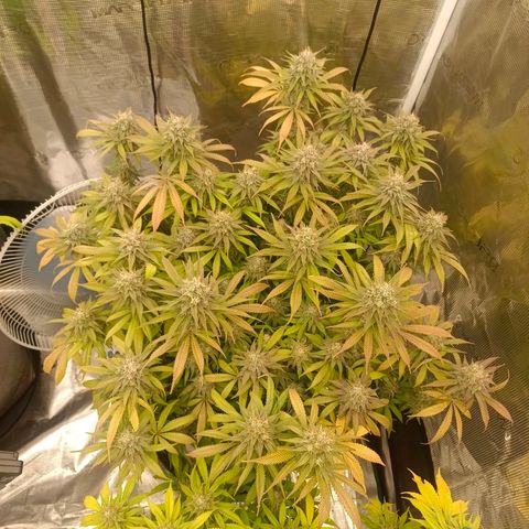Mimosa x Orange Punch #1 growlog timeline photo