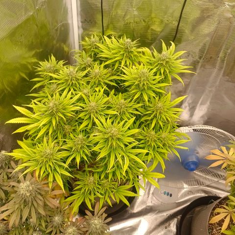 Special Skunk - Bulk seed bank growlog timeline photo