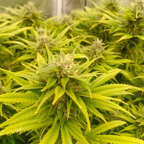 Special Skunk - Bulk seed bank growlog timeline photo