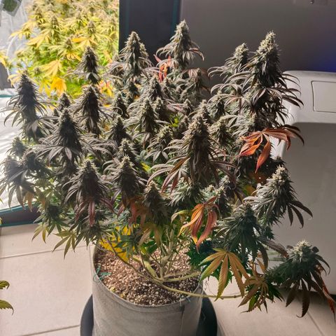 Bruce Banner #5 growlog timeline photo