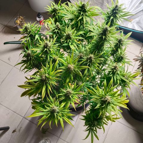 Special Skunk - Bulk seed bank growlog timeline photo
